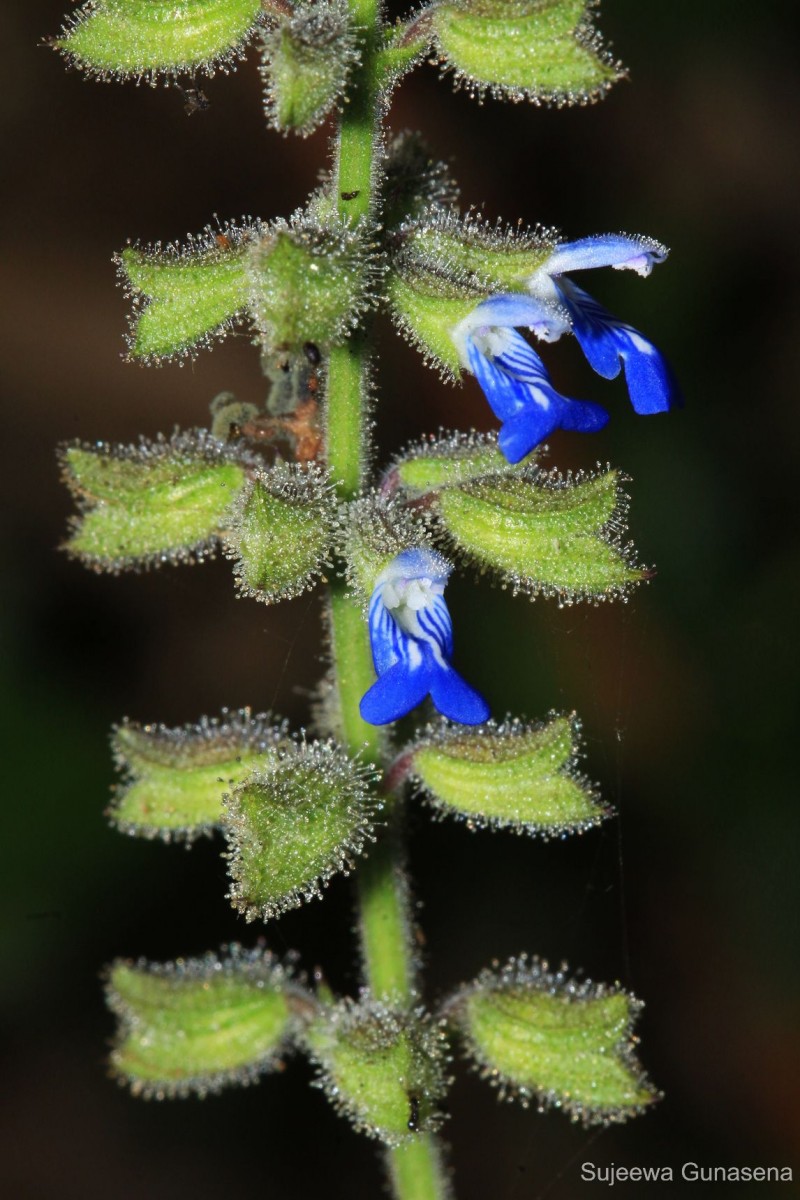 Salvia misella Kunth